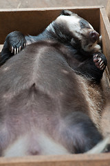 Image showing sleeping badger