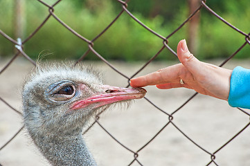 Image showing ostrich