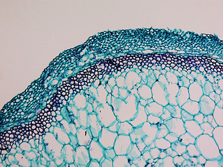 Image showing Cucurbita stem micrograph