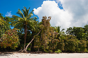 Image showing Tropical Beach