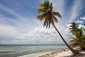 Image showing Palm Tree in Sahona Island