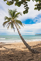 Image showing Palm Tree