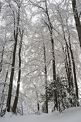 Image showing Trees in the Snow