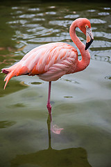 Image showing Flamingo