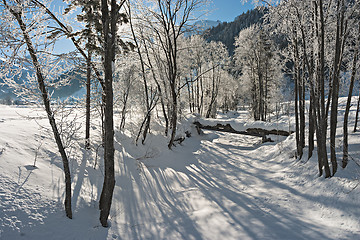 Image showing Trees in the Snow