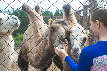 Image showing feeding camels