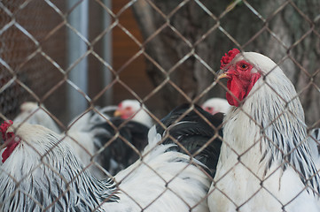 Image showing Chickens