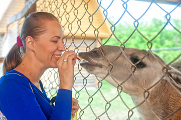 Image showing feeding lama