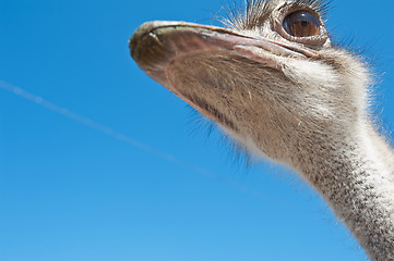 Image showing ostrich