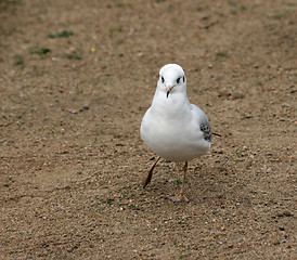 Image showing nice sea gull