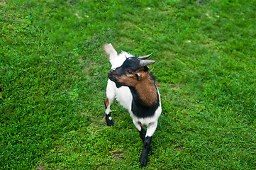 Image showing baby goat