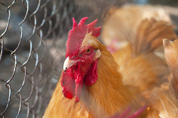 Image showing Rooster cock