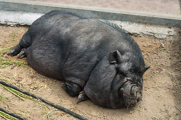 Image showing black pig