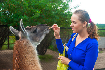 Image showing feeding lama