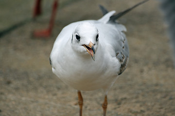 Image showing nice sea gull