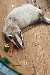 Image showing badger