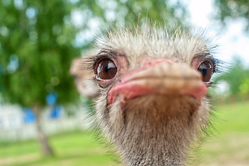 Image showing ostrich