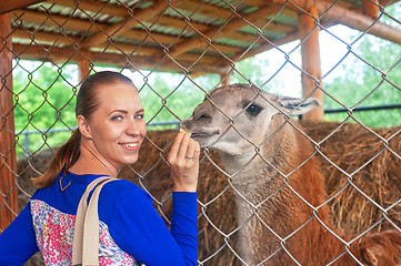 Image showing feeding lama