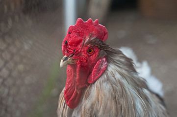 Image showing Rooster cock