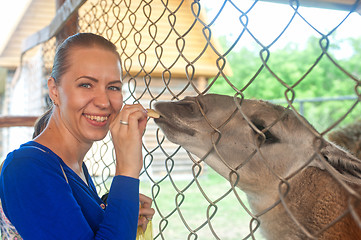 Image showing feeding lama