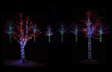 Image showing Trees Illuminated at night 