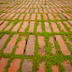 Image showing Creepers Growing Around the Edges of Brick Pavers