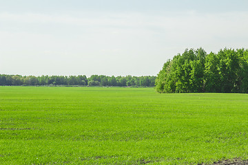 Image showing summer landscape