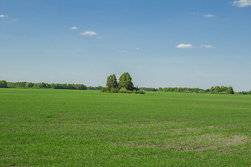 Image showing summer landscape