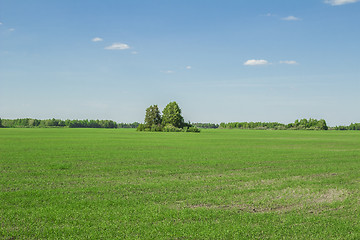 Image showing summer landscape