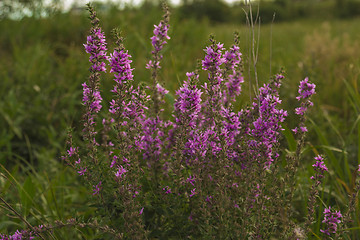 Image showing       summer Morning.