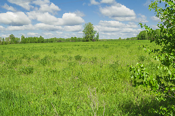 Image showing summer landscape