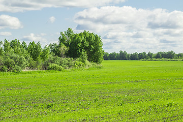 Image showing summer landscape