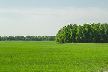 Image showing summer landscape
