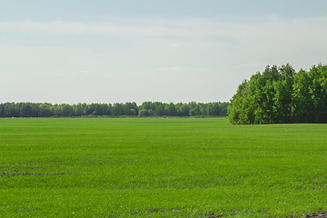 Image showing summer landscape