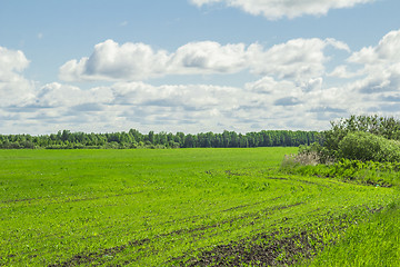 Image showing summer landscape