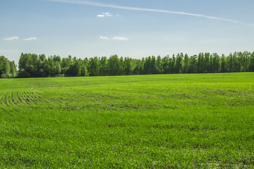 Image showing summer landscape