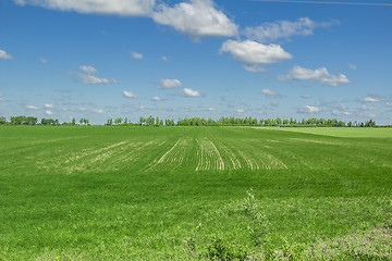 Image showing summer landscape