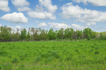 Image showing summer landscape