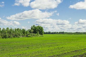 Image showing summer landscape