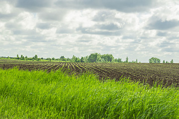 Image showing summer landscape