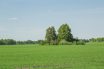 Image showing summer landscape