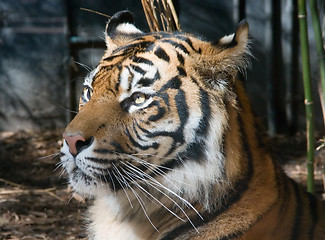 Image showing Tiger