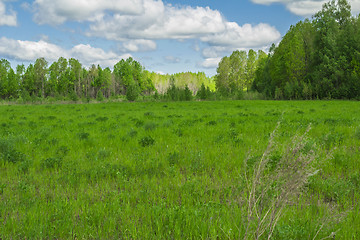 Image showing summer landscape