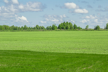 Image showing summer landscape