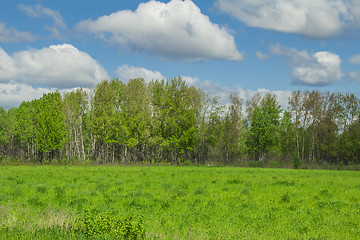 Image showing summer landscape