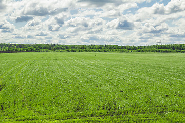 Image showing summer landscape