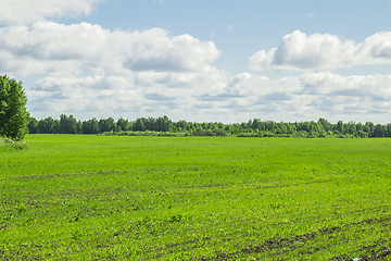 Image showing summer landscape