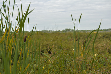 Image showing       summer Morning.