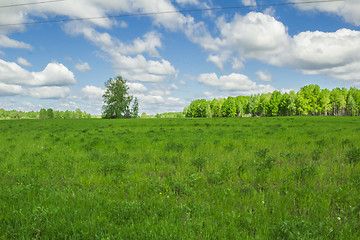 Image showing summer landscape