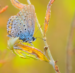 Image showing Butterfly Polyommatus Icarus